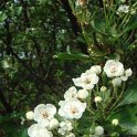 Crataegus monogyna 'Inermis Compacta' fleur P1D